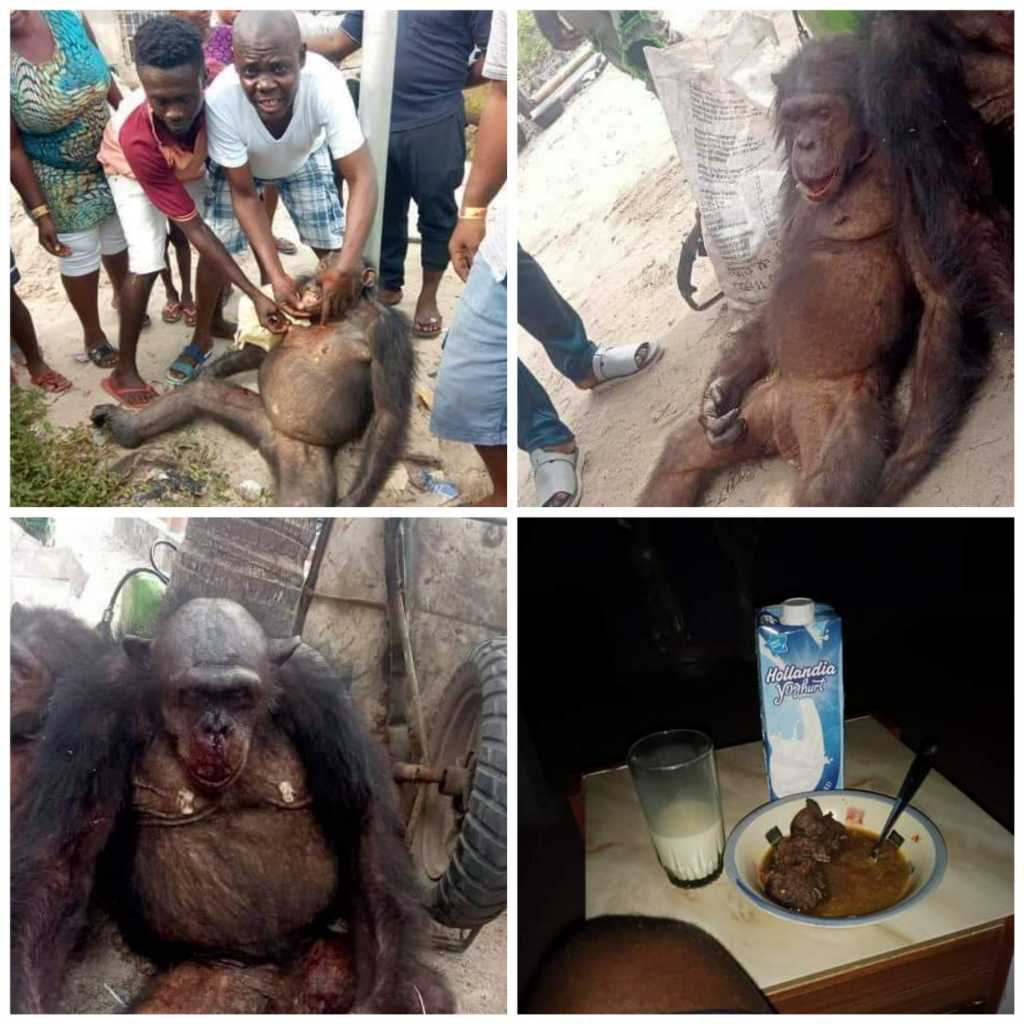 Protect These Endangered Species-Environmentalists Raise Alarm After Bayelsa Man Shows Off Chimpanzee Hunted Down From Nembe Forest