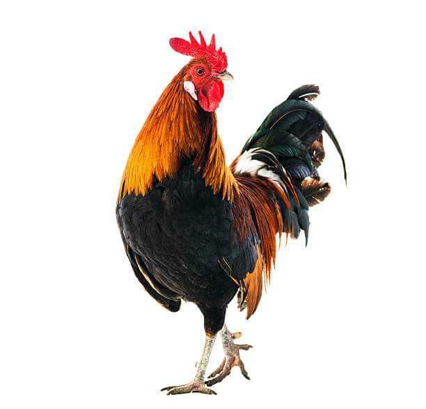 Court Orders Cockerel To Be Killed Over Noise Pollution in Kano