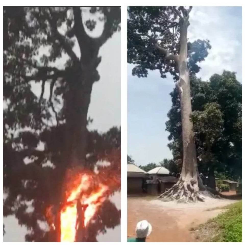 Jubilations As Thunder Set Ablaze 20 Feet-Tall Mysterious Tree In Abia