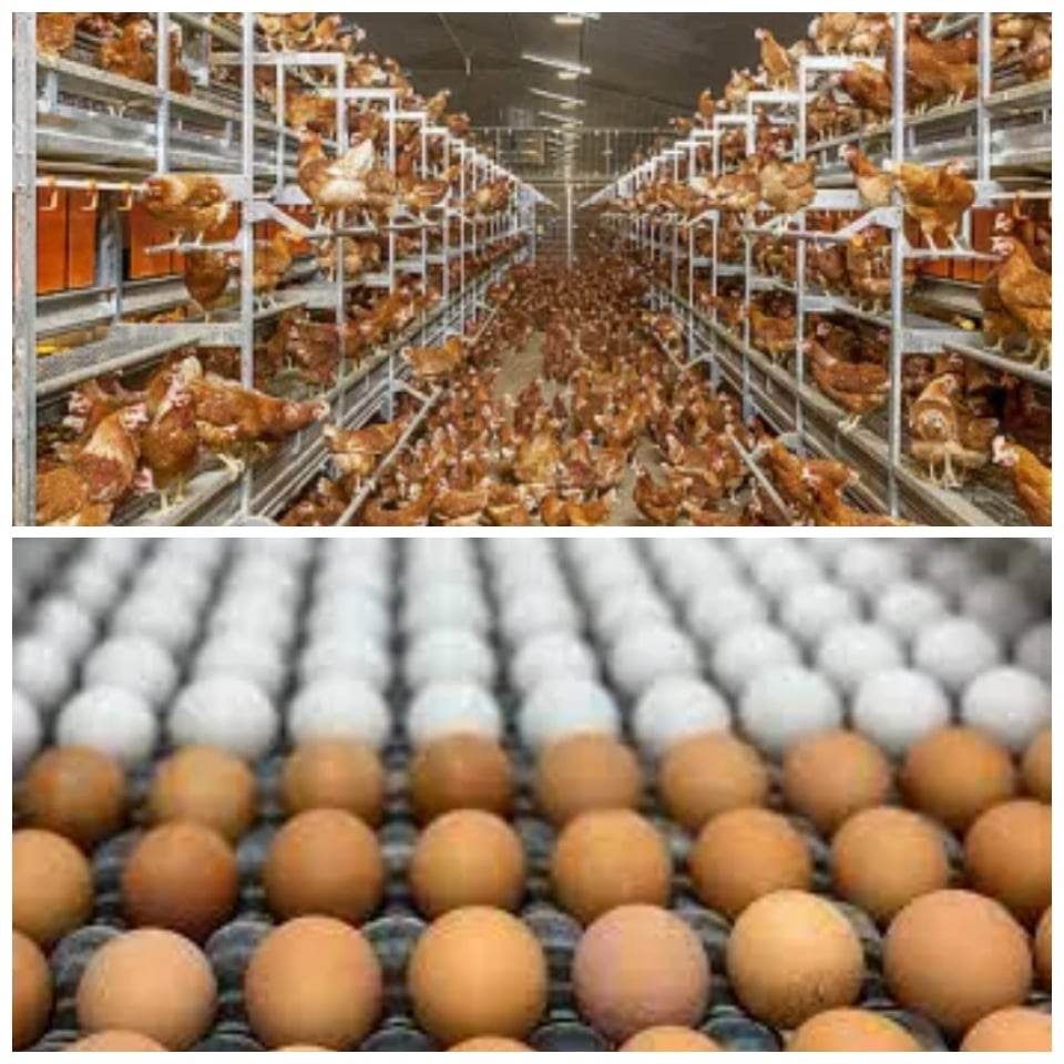 Excess Eggs Productions: Lagos Govt Mop Up 300,000 Eggs From Poultries To Assist Farmers