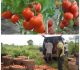 ‘Tomato Ebola Ravaging Farms In Kano, Kaduna, Katsina and Gombe- FG Worried