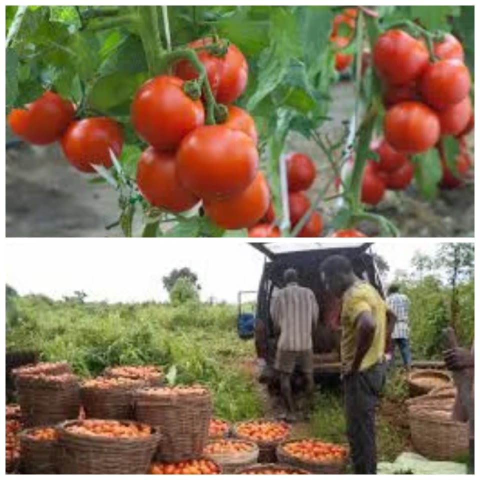 ‘Tomato Ebola Ravaging Farms In Kano, Kaduna, Katsina and Gombe- FG Worried