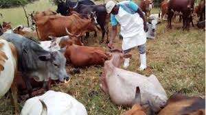 Cow Meat Consumption Alert: Lagos State Records 6 New Cases Of Anthrax