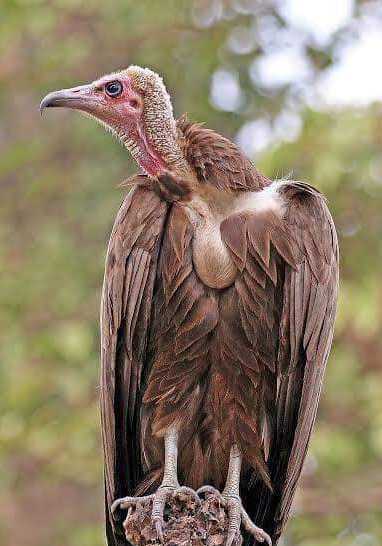 Why Vulture Are Now  Hardly Seen Around Our Communities In Nigeria
