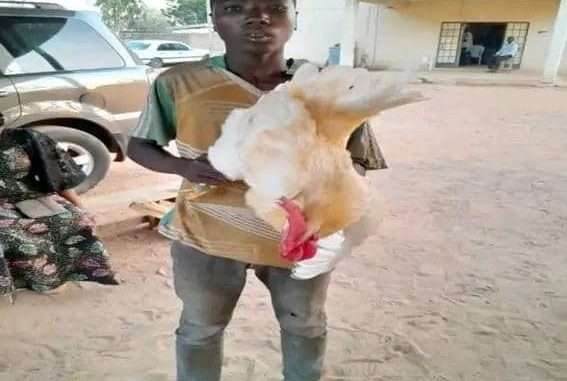Boy Arrested For Sexually Assaulting Chickens In Adamawa