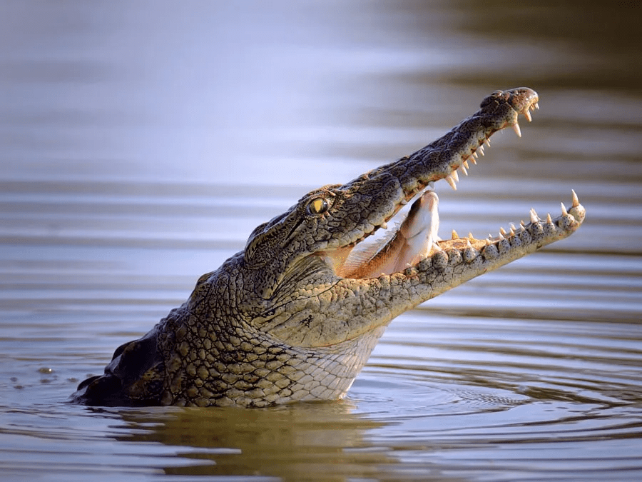 Tears As Body Of  Prophet Drowned By Crocodiles During Baptism Is Recovered Days After